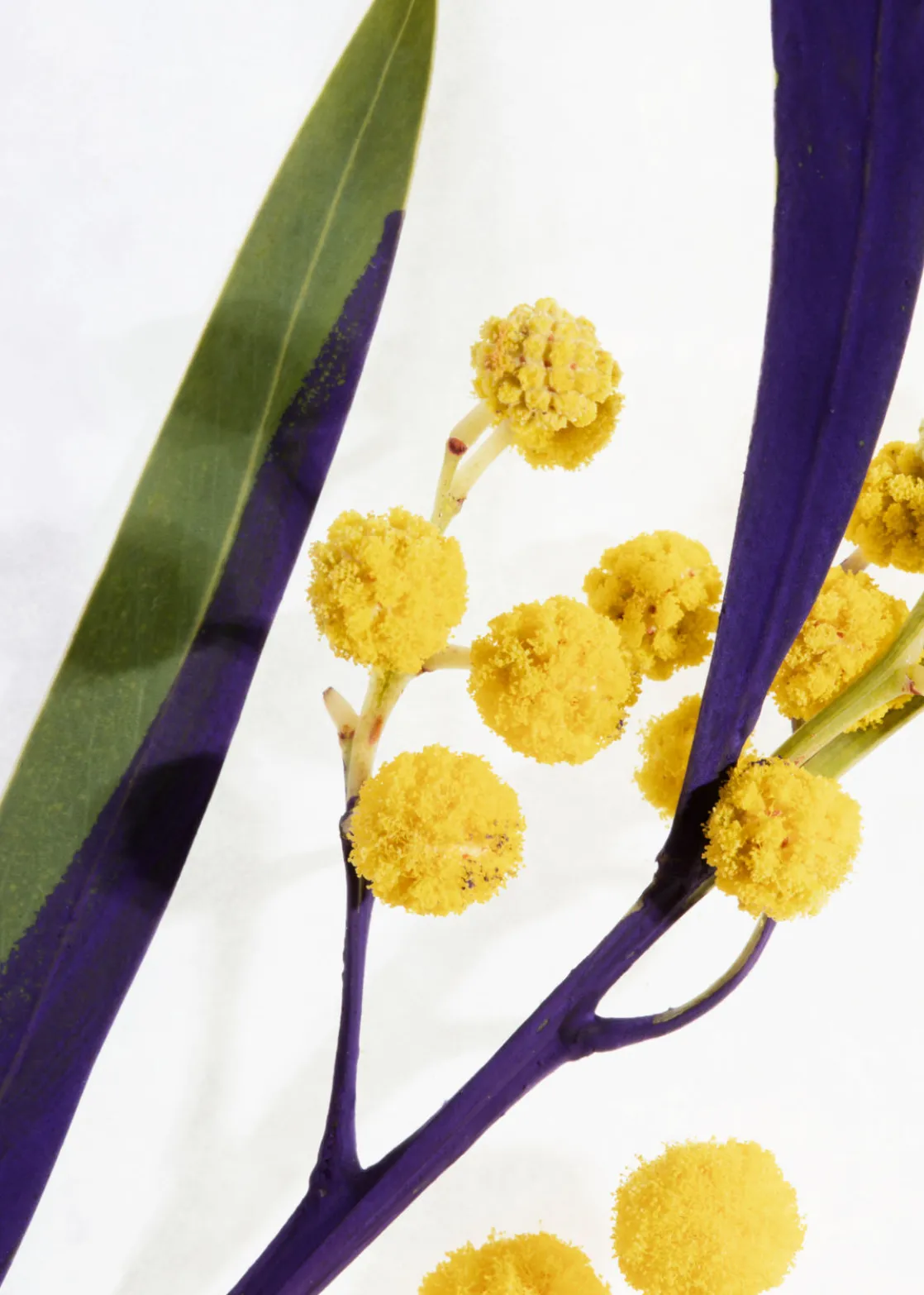 Fleur De Mimosa Eau De Toilette